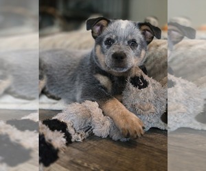 Australian Cattle Dog Puppy for sale in WATERBURY, VT, USA