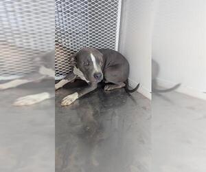 American Pit Bull Terrier Dogs for adoption in Bakersfield, CA, USA