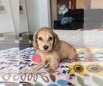 Small #3 Dachshund