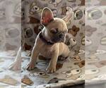 Small Photo #3 French Bulldog Puppy For Sale in UNDERWOOD, IA, USA