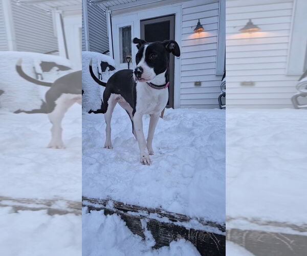 Medium Photo #12 Mutt Puppy For Sale in Germantown, OH, USA