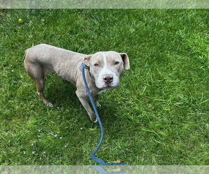 PEARL - Female Staffordshire Bull Terrier-Unknown Mix Dog for Adoption - Photo #6