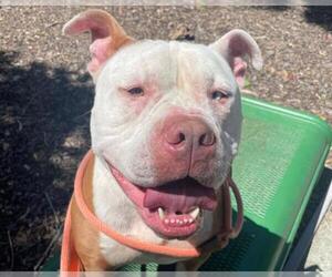 American Pit Bull Terrier-Unknown Mix Dogs for adoption in Martinez, CA, USA
