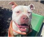 Small American Pit Bull Terrier Mix