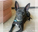 Small #16 Labrador Retriever Mix