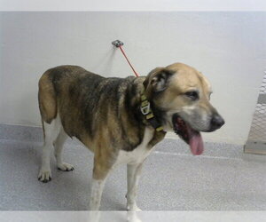 Labrador Retriever-Unknown Mix Dogs for adoption in Pasadena, TX, USA