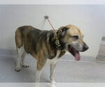 Small Labrador Retriever Mix