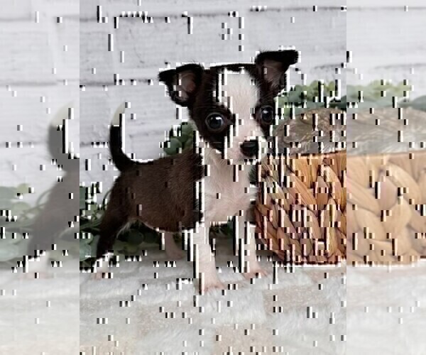 Medium Photo #25 Chihuahua Puppy For Sale in DACULA, GA, USA