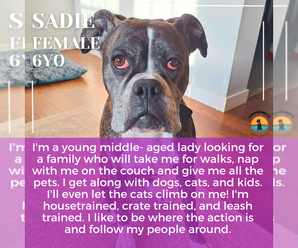 Medium Photo #1 Boxer Puppy For Sale in Woodbury, MN, USA