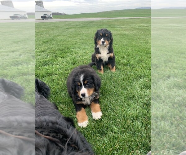 Medium Photo #3 Bernese Mountain Dog Puppy For Sale in BROWNSTOWN, IN, USA