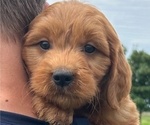 Puppy Puppy 9 Goldendoodle (Miniature)