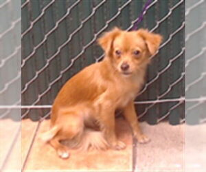 Chihuahua Dogs for adoption in Downey, CA, USA