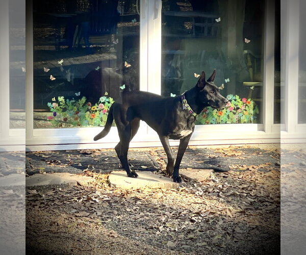 Medium Photo #12 Holland Shepherd-Unknown Mix Puppy For Sale in Rockaway, NJ, USA