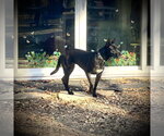 Small Photo #12 Holland Shepherd-Unknown Mix Puppy For Sale in Rockaway, NJ, USA
