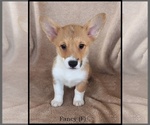 Puppy Fancy Pembroke Welsh Corgi