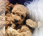Small Photo #23 Poodle (Toy) Puppy For Sale in CARTHAGE, MO, USA