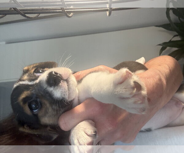 Medium Photo #3 Jack Russell Terrier-Unknown Mix Puppy For Sale in The Woodlands, TX, USA