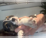 Small #2 Jack Russell Terrier Mix