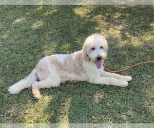 Father of the Goldendoodle puppies born on 09/26/2022
