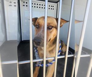 German Shepherd Dog Dogs for adoption in Bakersfield, CA, USA