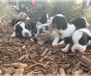 Australian Shepherd Puppy for sale in ADA, OK, USA