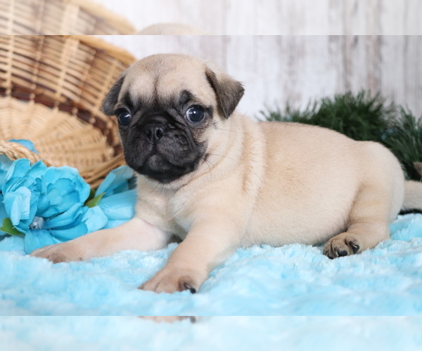 Medium Photo #3 Pug Puppy For Sale in SHILOH, OH, USA