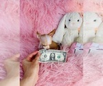 Small #12 Chihuahua