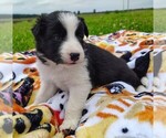 Puppy Eco Border Collie