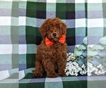 Small Photo #3 Poodle (Miniature) Puppy For Sale in NEW HOLLAND, PA, USA