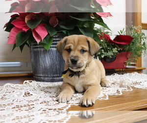 Shiba Inu-Siberian Husky Mix Puppy for sale in SHILOH, OH, USA
