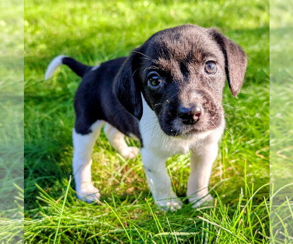 Medium Photo #2 Beagle Puppy For Sale in Brooklyn Center, MN, USA
