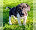 Small #1 Beagle