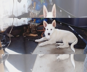 Alaskan Malamute-Wolamute Mix Puppy for sale in ELK, WA, USA