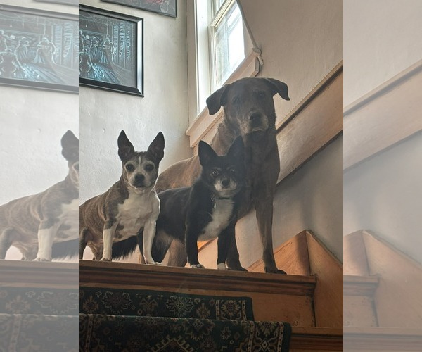 Medium Photo #4 Chihuahua Puppy For Sale in Middlesex, VT, USA