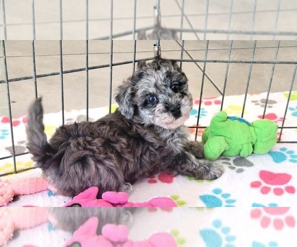 Medium Photo #4 Poovanese Puppy For Sale in ORO VALLEY, AZ, USA