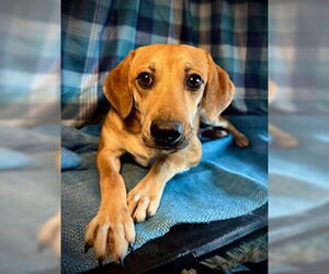 Cheagle Dogs for adoption in Pleasanton, TX, USA