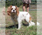 Small Photo #1 Cavalier King Charles Spaniel Puppy For Sale in SPRING HILL, FL, USA