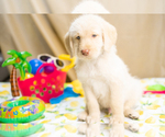 Small Photo #8 Labradoodle Puppy For Sale in PEYTON, CO, USA