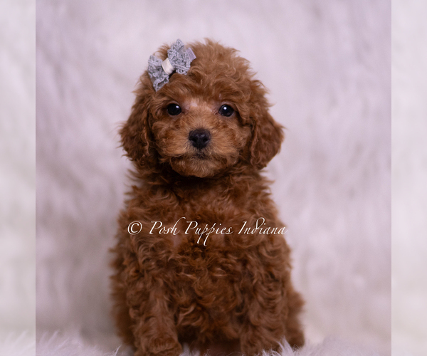 Medium Photo #33 Maltipoo (Miniature) Puppy For Sale in WARSAW, IN, USA