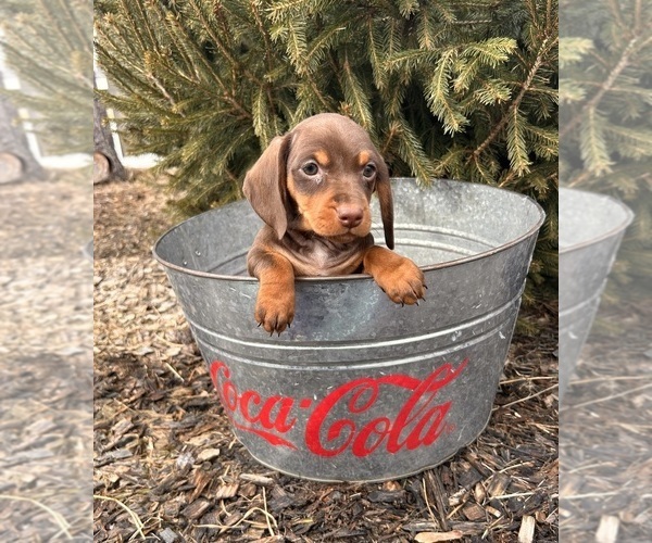 Medium Photo #4 Dachshund Puppy For Sale in MIDDLEBURY, IN, USA