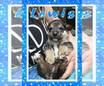 Small Photo #14 Pembroke Welsh Corgi Puppy For Sale in LOGAN, NM, USA