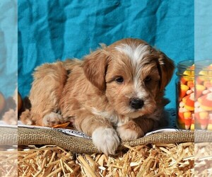 Poodle (Miniature)-Sheepadoodle Mix Puppy for sale in SUNBURY, PA, USA