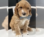 Puppy 3 Australian Labradoodle