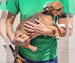 Small #1 German Shepherd Dog Mix