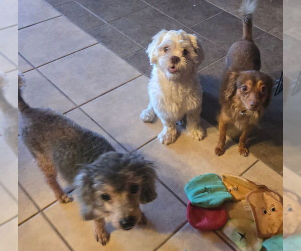 Medium Photo #4 Chihuahua Puppy For Sale in San Antonio, TX, USA