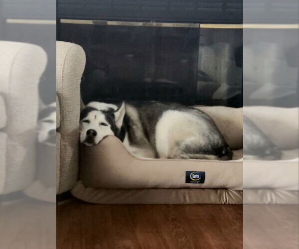 Medium Photo #3 Siberian Husky Puppy For Sale in Severn, MD, USA