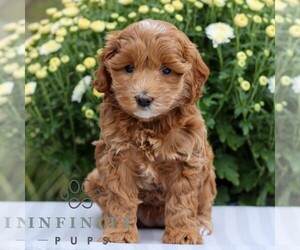 Cavapoo Puppy for sale in EAST EARL, PA, USA