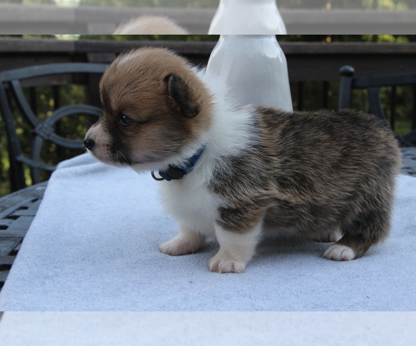 Medium Photo #7 Pembroke Welsh Corgi Puppy For Sale in FAIR GROVE, MO, USA
