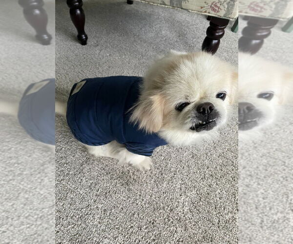 Medium Photo #3 Pekingese Puppy For Sale in Minneapolis, MN, USA