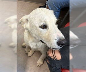 Siberian Husky-Unknown Mix Dogs for adoption in Derwood, MD, USA